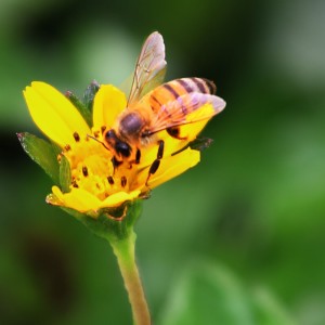 022L2524  abeja prado 1